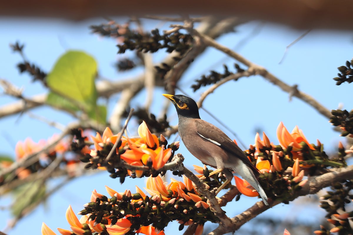 পলাশগাছে পাখির মেলা