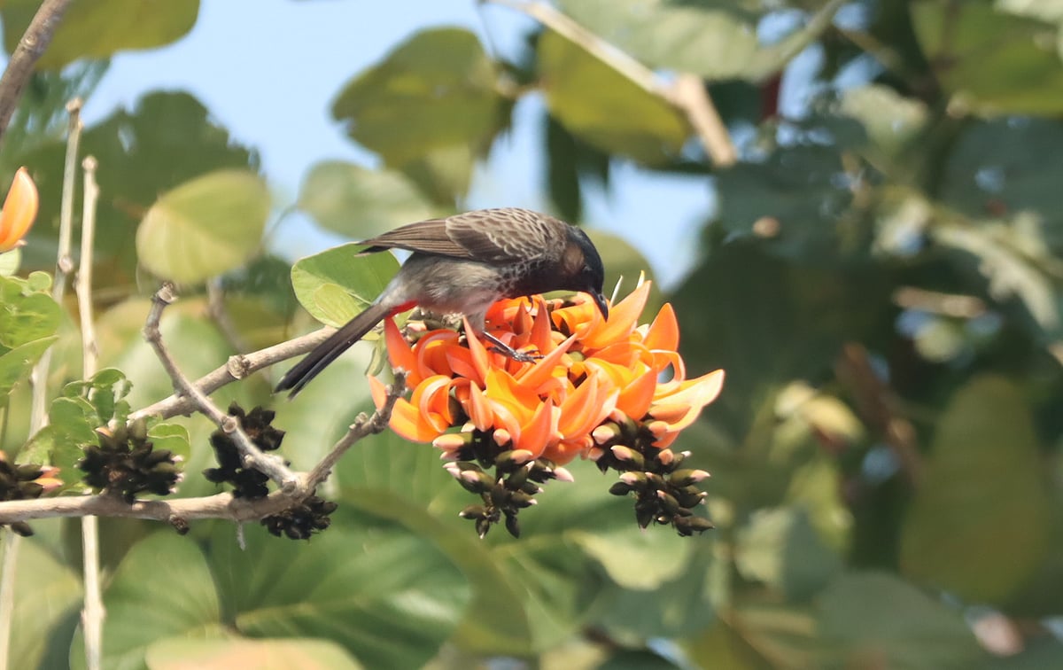 পলাশের ডালে ফুলের মধু পানে মগ্ন একটি বুলবুলি