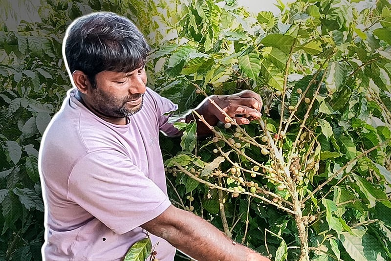 ধানের মাঠে চাষ হচ্ছে কফি, আশা দেখছেন সমতলের কৃষক