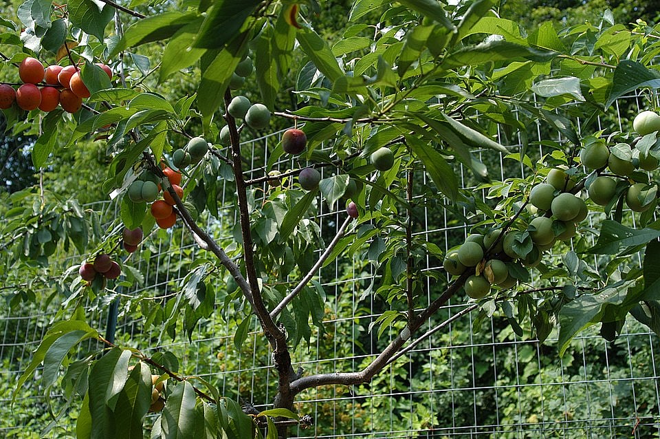 এক গাছেই ৪০ ধরনের ফল