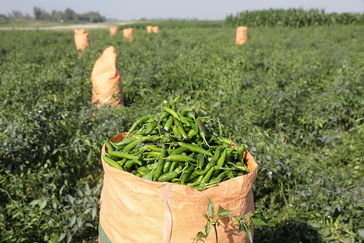 যমুনার চরের কাঁচা মরিচ