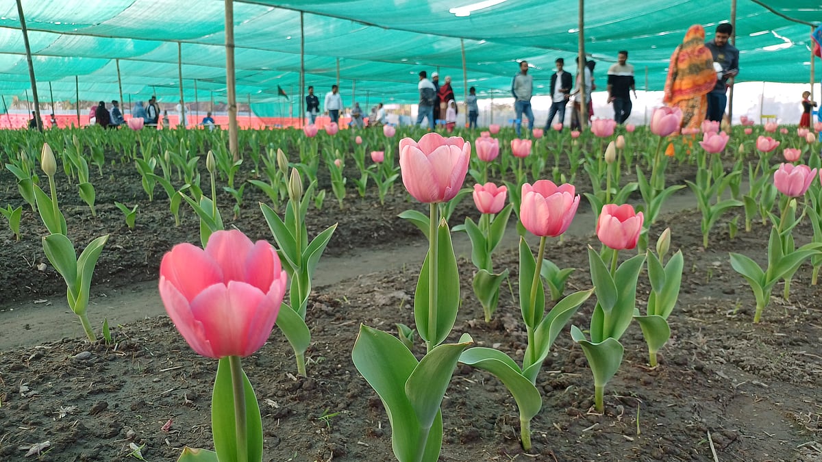 তেঁতুলিয়ায় ফুটেছে রাজসিক সৌন্দর্যের ফুল টিউলিপ