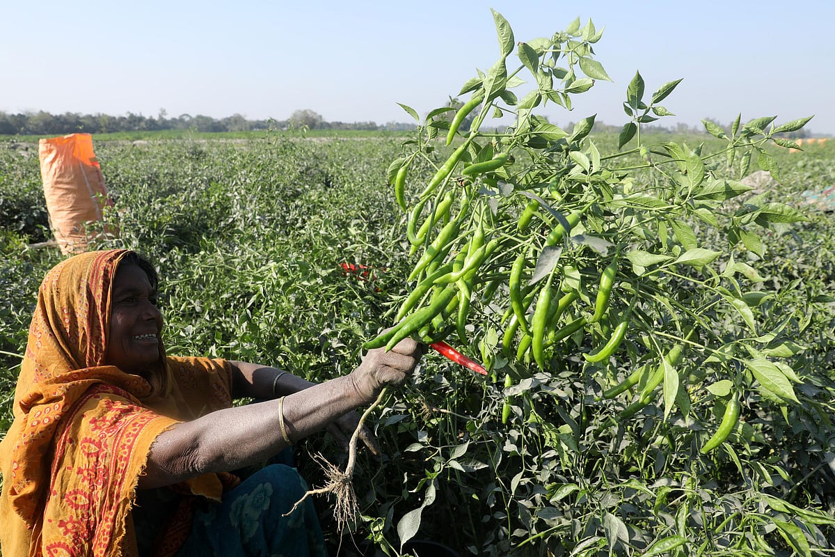  যমুনার চরে হাইব্রিড জাতের কাঁচা মরিচের গাছ দেখাচ্ছেন এক কিষানি 