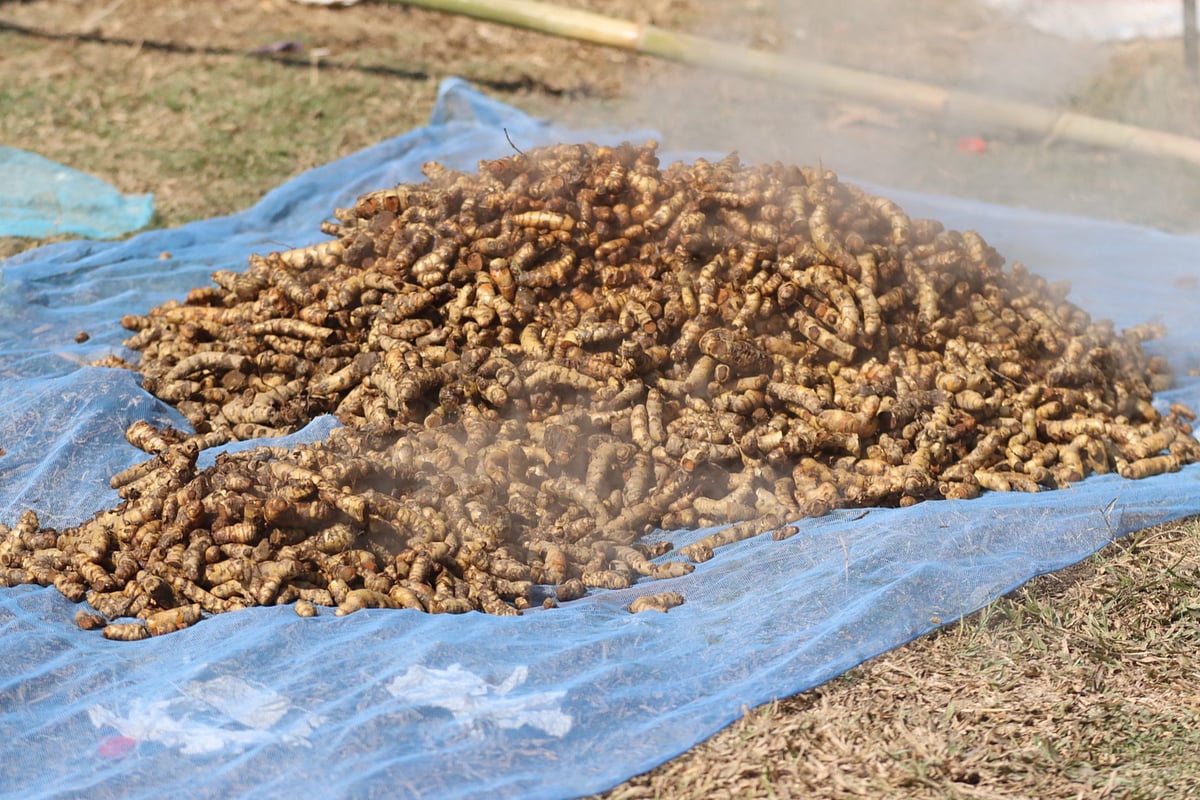 পাহাড়ের বাতাসে হলুদের গন্ধ