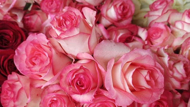 গাবতলী ফুলের বাজার