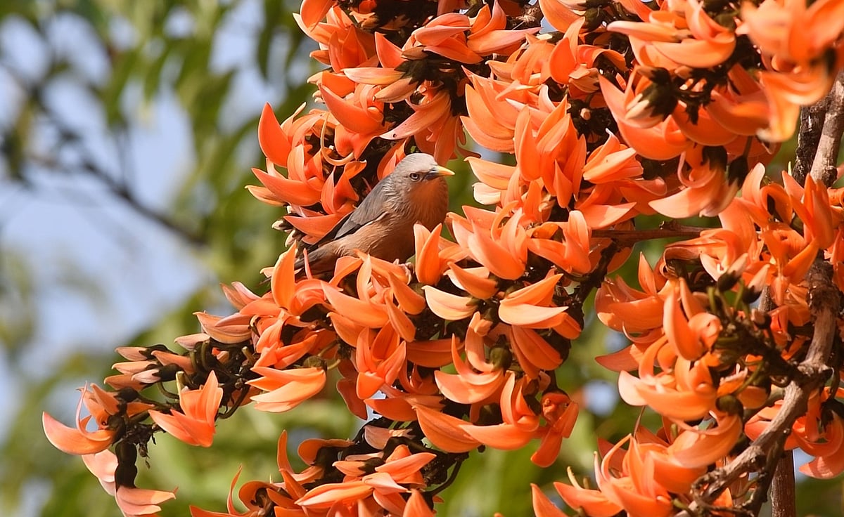 ছবি: জয়ন্তী দেওয়ান 