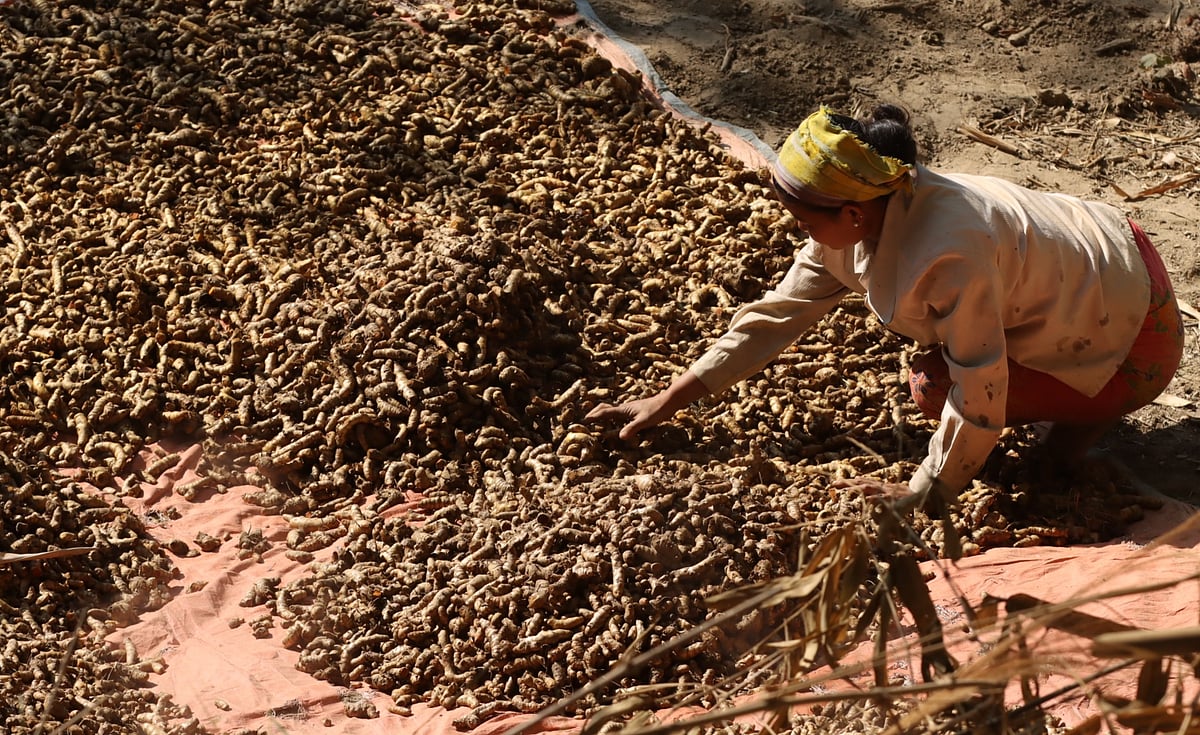 শুকনা হলুদ হাত দিয়ে নেড়ে দিচ্ছেন এক নারী   
