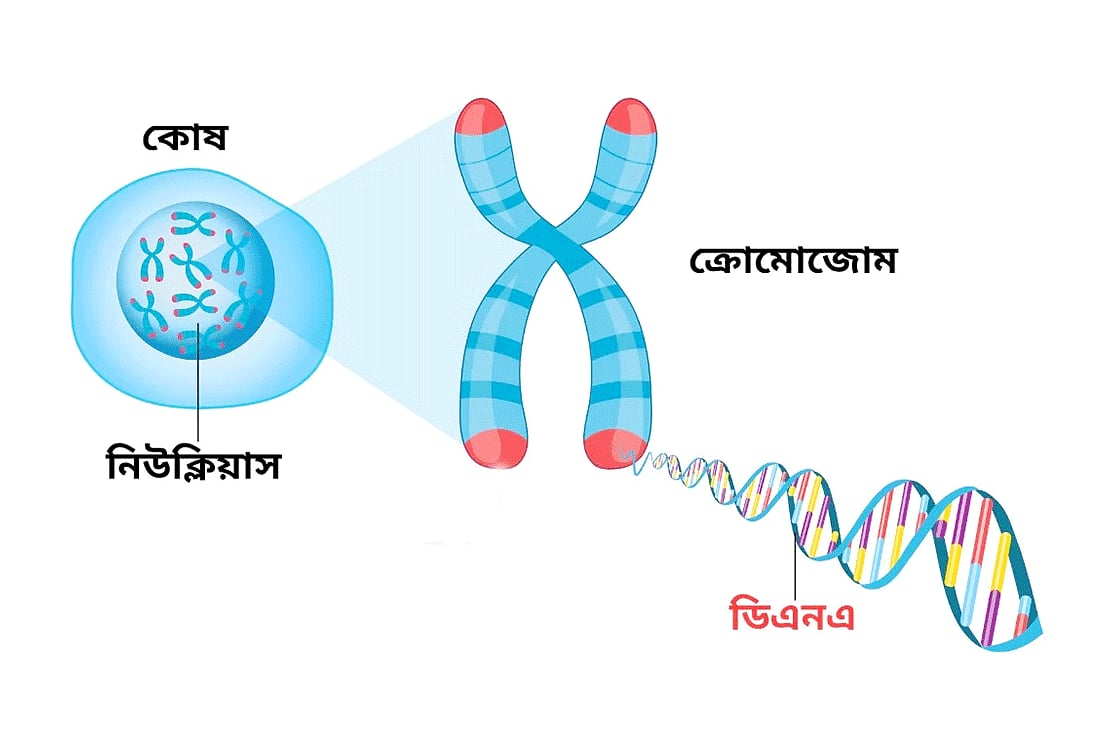 এসএসসি ২০২৬। জীববিজ্ঞান: বহুনির্বাচনি প্রশ্ন (অধ্যায়–৩)—মাইটোসিস কোষ বিভাজন ৫টি পর্যায়ে সম্পন্ন হয়
