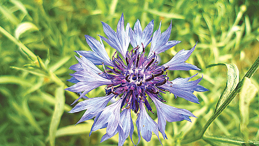 ছবি: লেখক