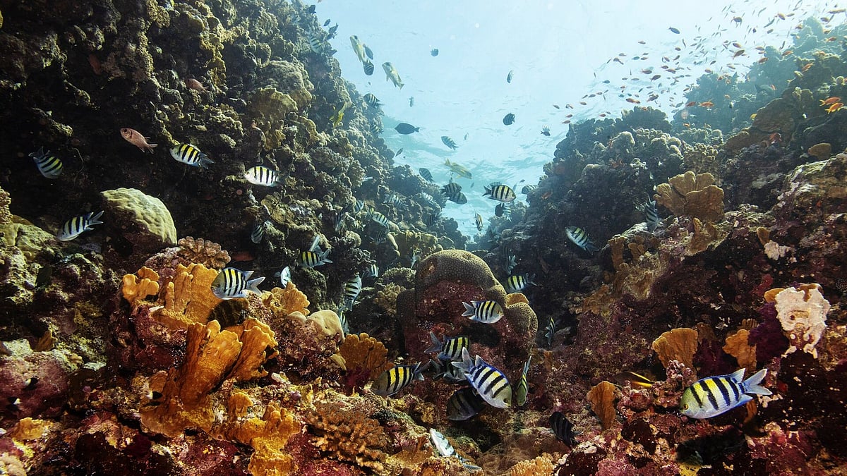 সমুদ্রের তলদেশে থাকা পাহাড়ের চারপাশের পরিবেশ কেমন হয়