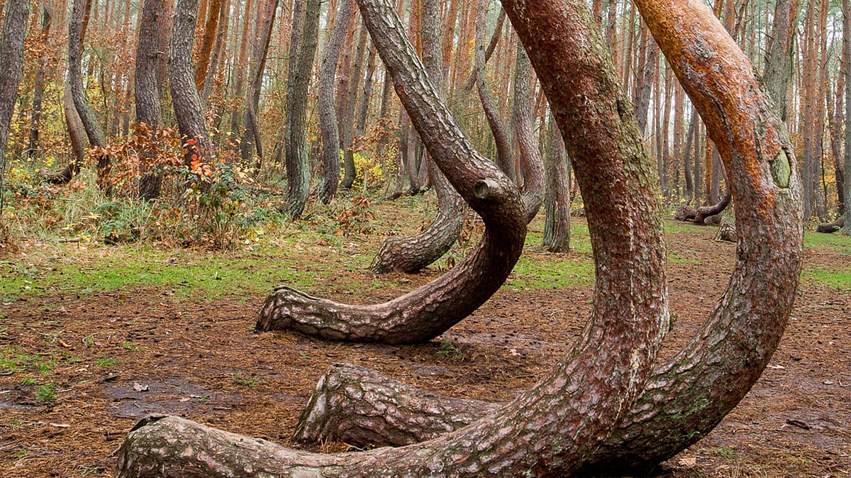 যে বনের সব গাছই বাঁকা