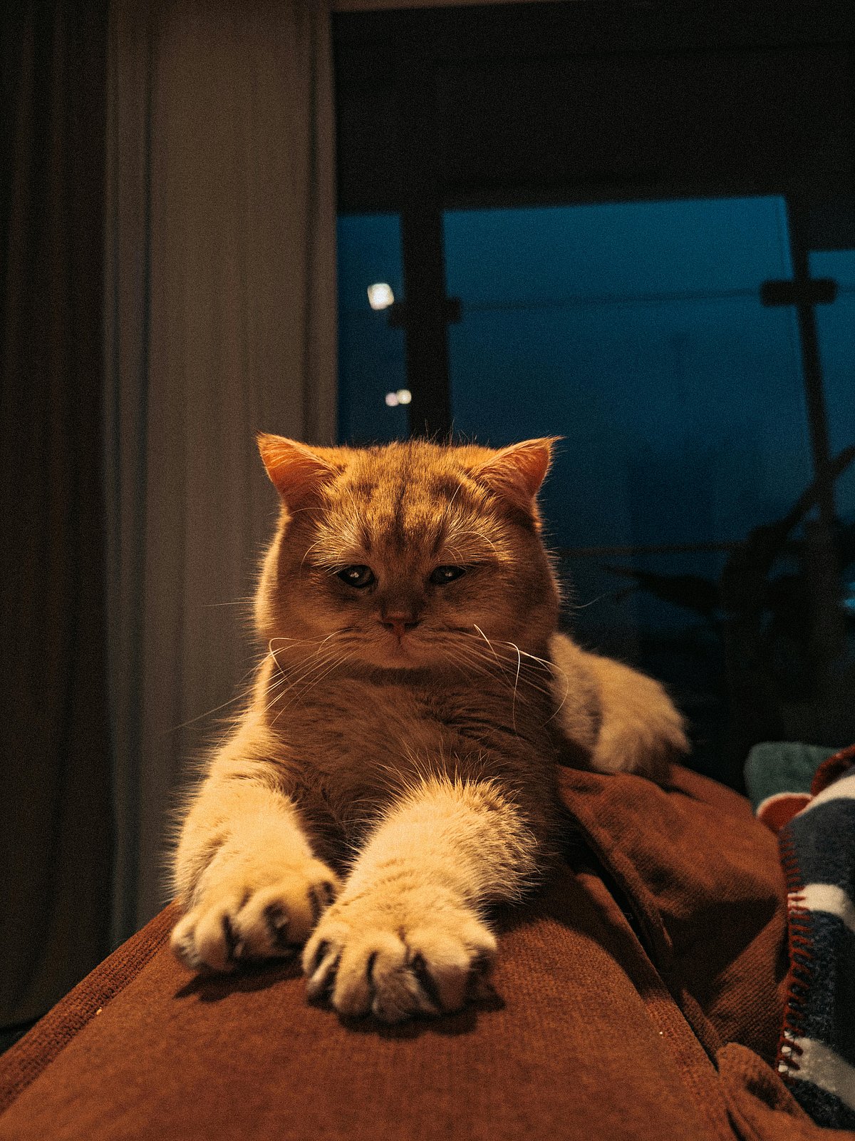 মাঝরাতে পোষা বিড়াল আপনার ঘুম ভাঙায়? সমাধান জানুন