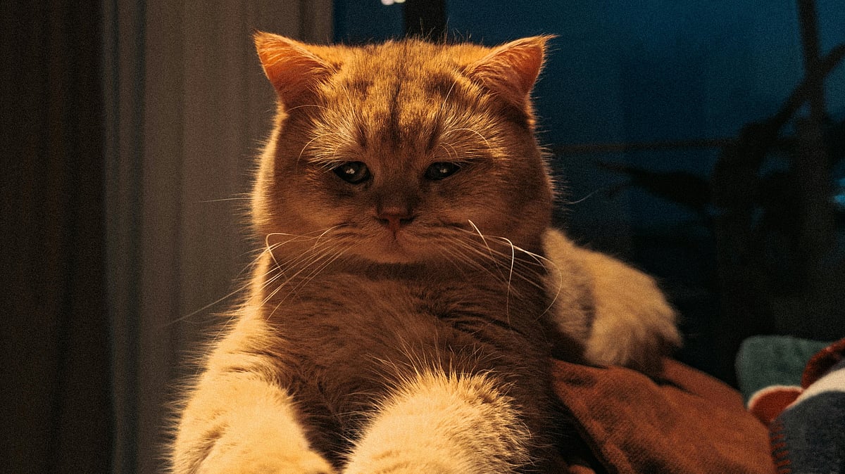 মাঝরাতে পোষা বিড়াল আপনার ঘুম ভাঙায়? সমাধান জানুন