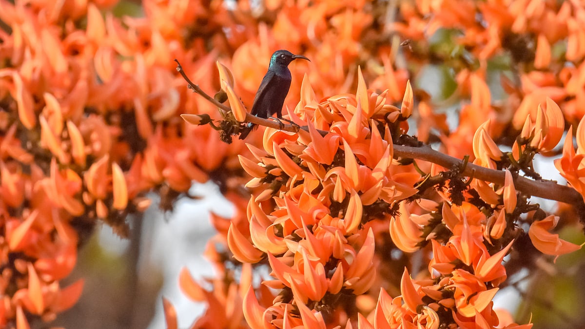 ছবি: হাসান মাহমুদ