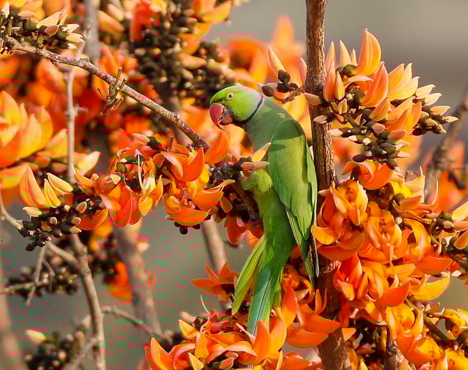 পলাশের লালে টিয়ার উড়াল