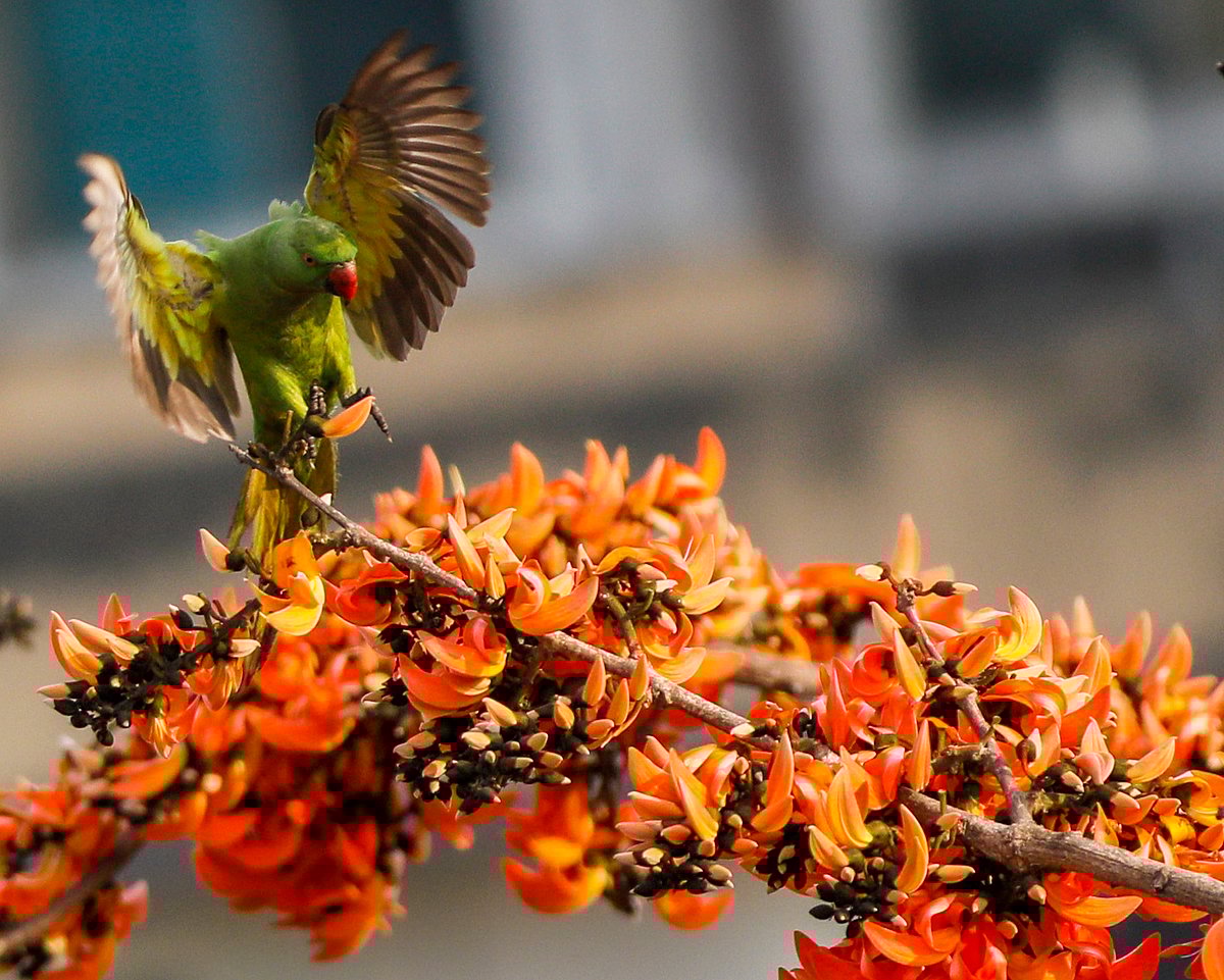 পলাশের ডালে উড়ে এসে বসছে টিয়া 