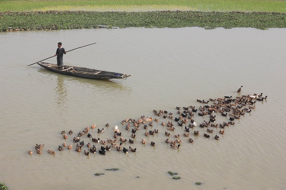 হাওরের পাশের খালে নিয়ে আসা হয়েছে হাঁসের দল। পেছনে নৌকায় খামারি। 