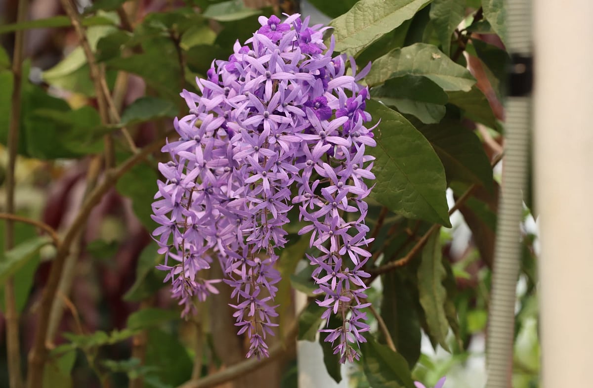 রাঙামাটিতে বসন্তের রঙ