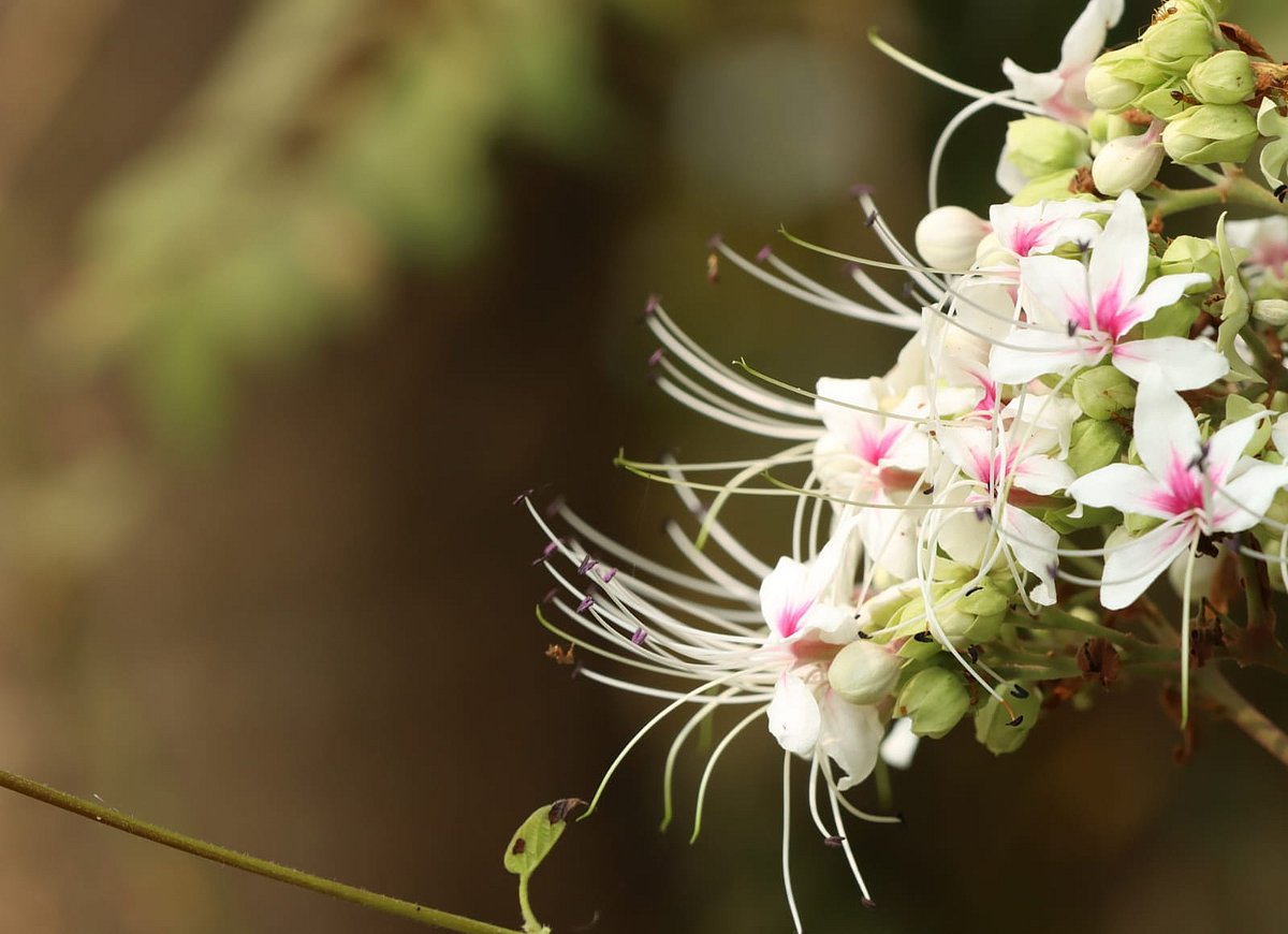 ঝোপঝাড়ে ফোটা ভাট ফুল যেন বসন্তের বুনো রূপ  