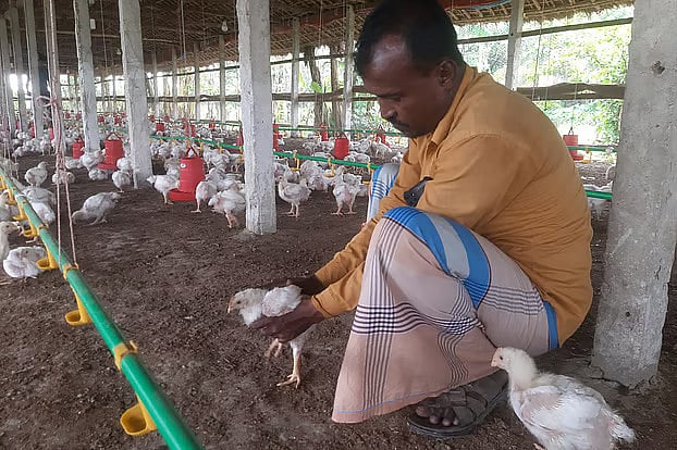 দুই মাসের ব্যবধানে তিন গুণ মুরগির বাচ্চার দাম, খামারিরা বিপাকে
