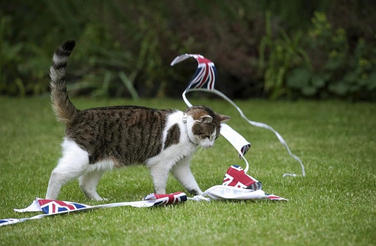 ১০ নম্বর ডাউনিং স্ট্রিটে ‘ল্যারি দ্য ক্যাট’-এর ১৫ বছর