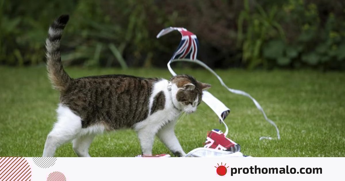 ১০ নম্বর ডাউনিং স্ট্রিটে ‘ল্যারি দ্য ক্যাট’-এর ১৫ বছর ১০ নম্বর ডাউনিং স্ট্রিটে ‘ল্যারি দ্য ক্যাট’-এর ১৫ বছর