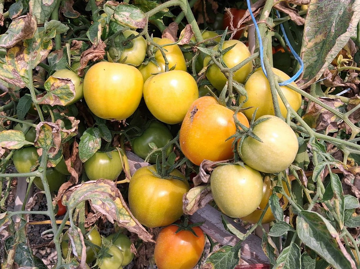 গাছে ঝুলছে পাকা টমেটো 