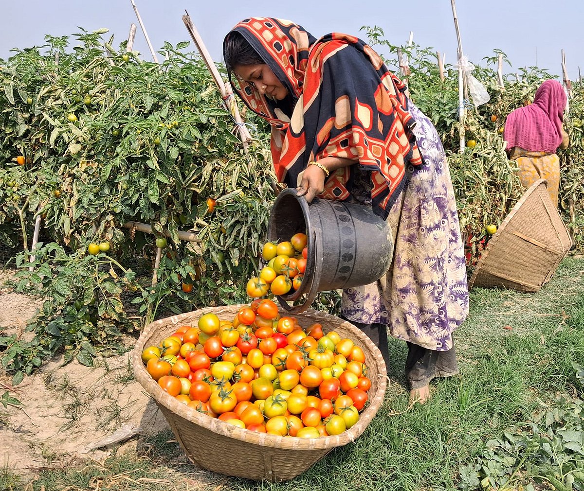 টমেটো তোলার ব্যস্ততা
