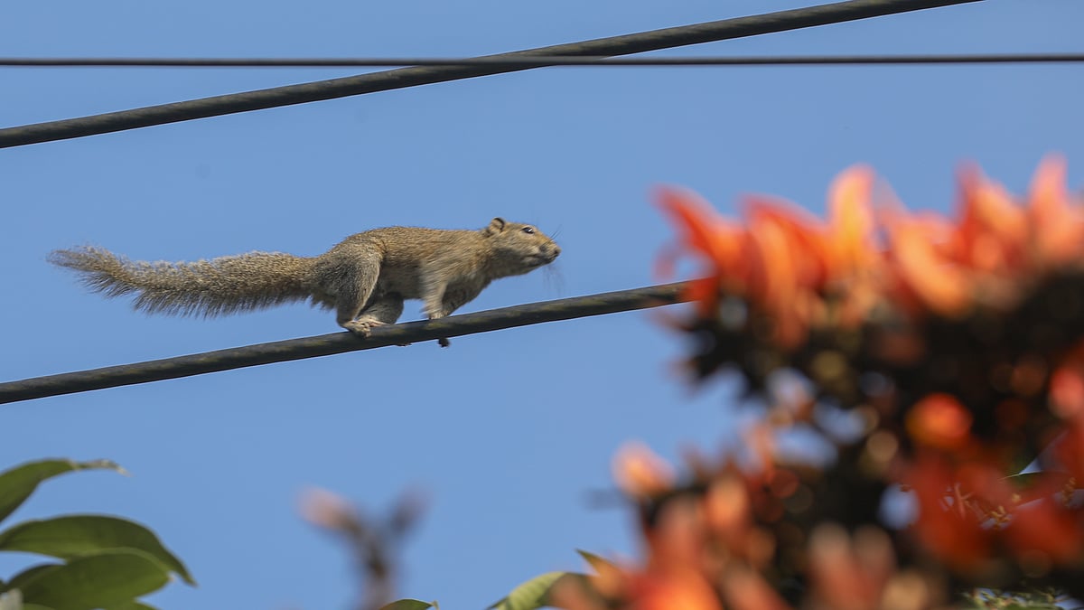 বিদ্যুতের তার বেয়ে চলেছে কাঠবিড়ালি