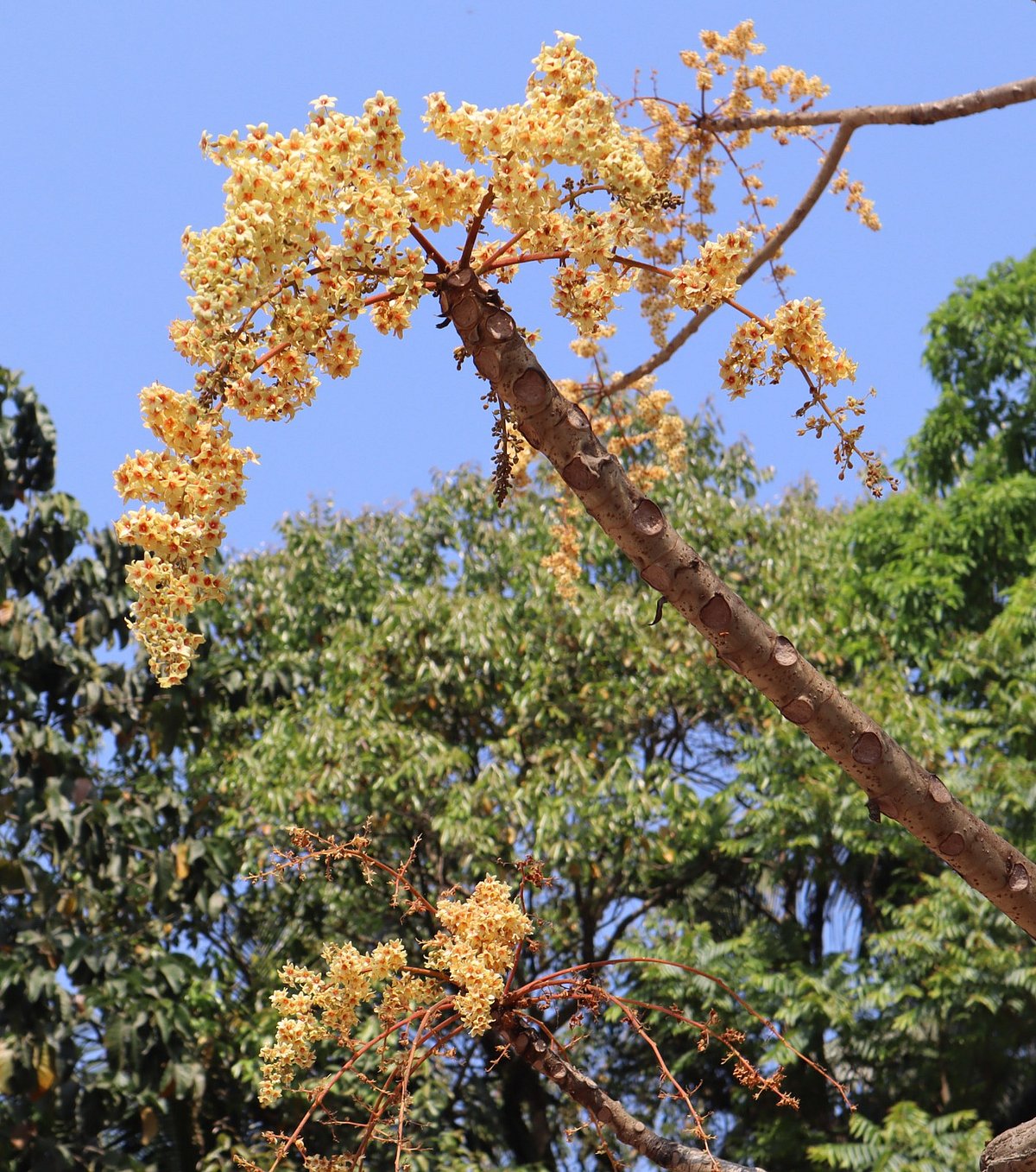 বসন্ত বাতাসে শহরে চোখজুড়ানো উদাল ফুল