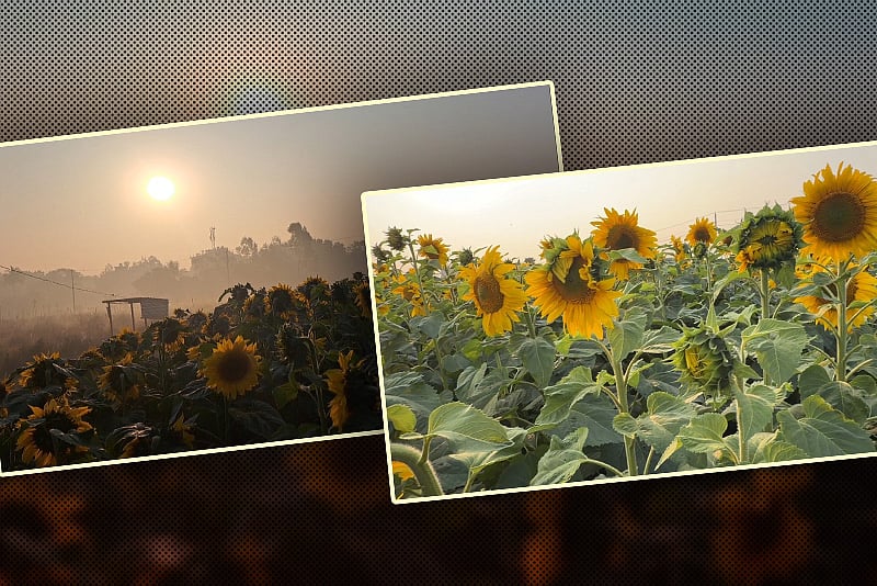 গাজীপুরের কালিয়াকৈরে সূর্যমুখী চাষে ঝুঁকছেন কৃষকেরা