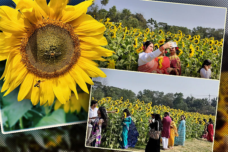 গোমতীর চরে ফুটেছে হাজারো সূর্যমুখী, হলুদের টানে দর্শনার্থীদের ঢল