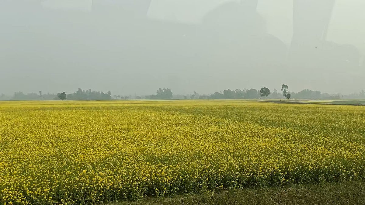 দেশে শর্ষে উৎপাদনের শীর্ষে সিরাজগঞ্জ জেলা