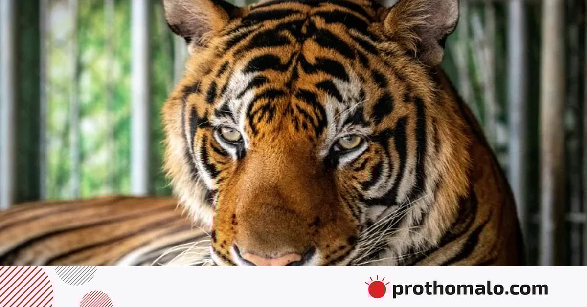 থাইল্যান্ডের চিড়িয়াখানায় ভাইরাসে ৭২ বাঘের মৃত্যু থাইল্যান্ডের চিড়িয়াখানায় ভাইরাসে ৭২ বাঘের মৃত্যু