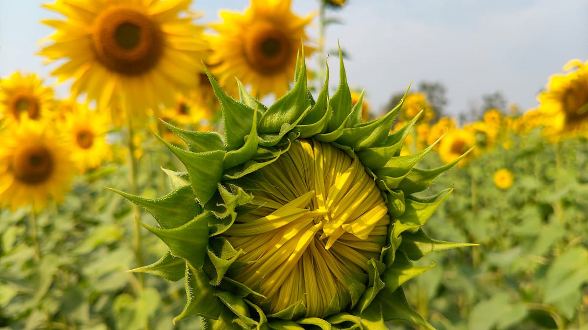 ছবি: মোস্তাফিজুর রহমান, ময়মনসিংহ