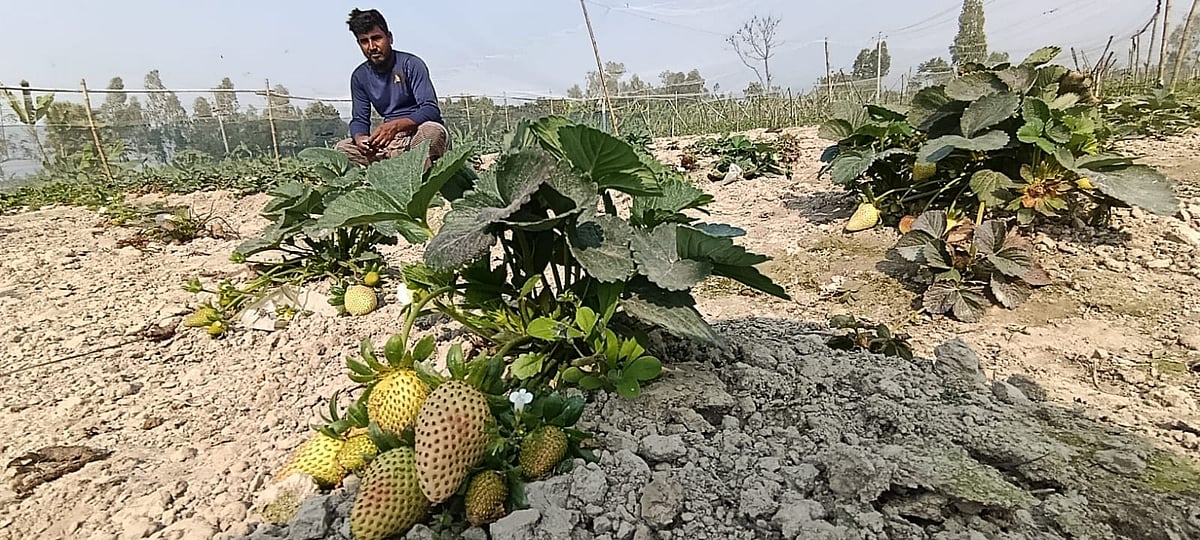 ২ বছরেই স্ট্রবেরির উৎপাদন বেড়ে দ্বিগুণ