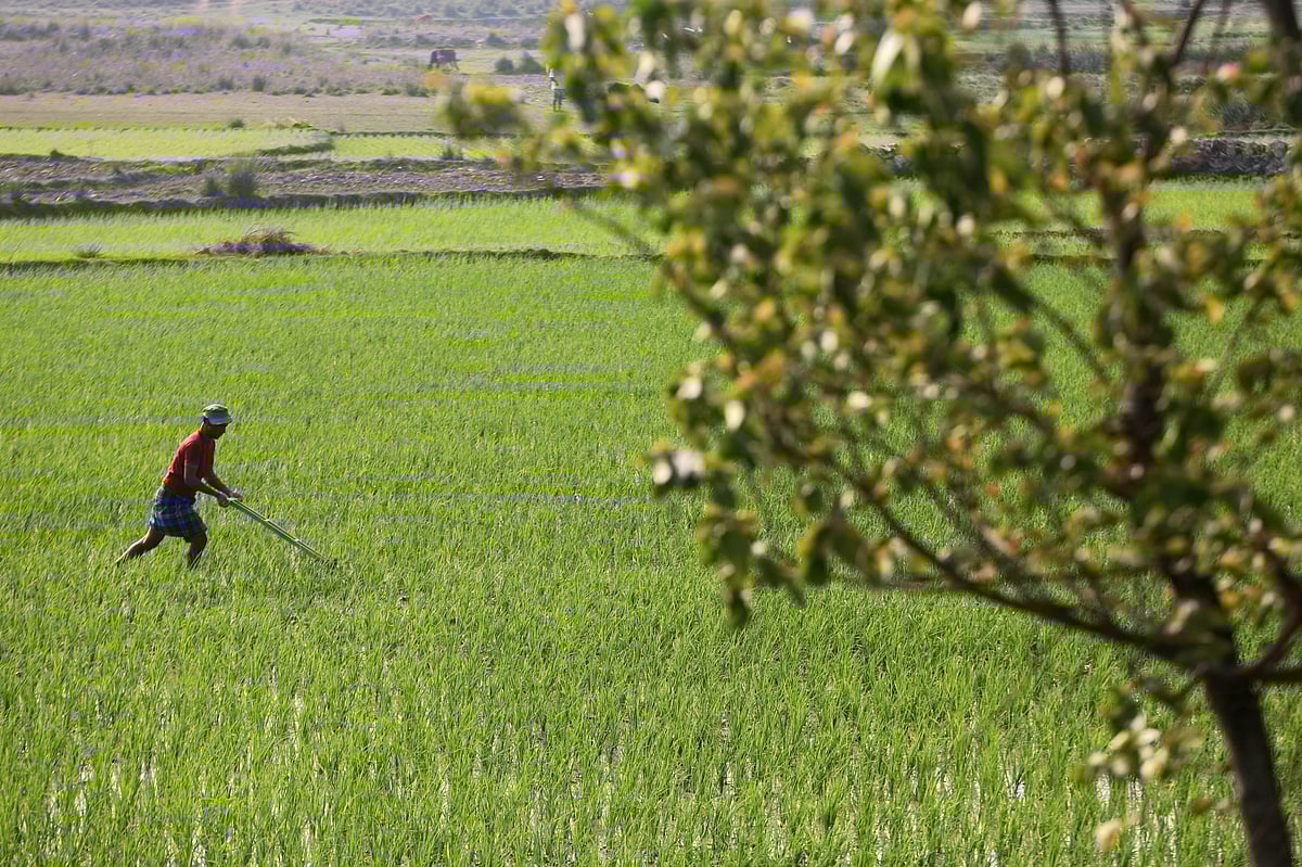 সবুজ ধানের খেতে কাজে ব্যস্ত কৃষক 