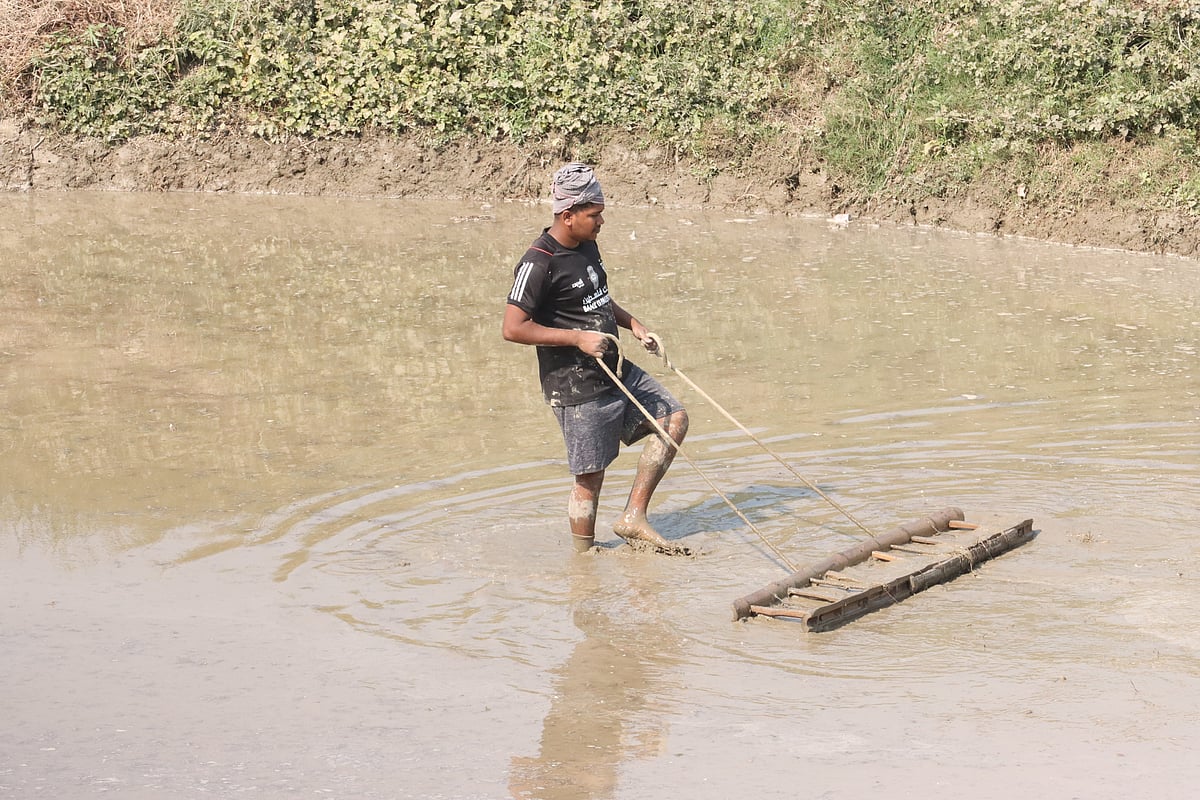 মই টেনে জমি প্রস্তুত করছেন কৃষক। 