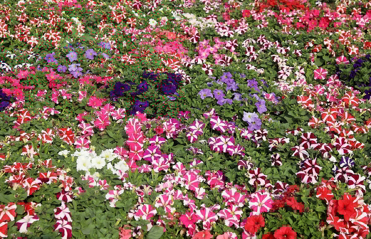 ফুটে আছে নানা রঙের পেটুনিয়া ফুল।