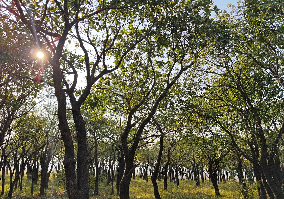 বসন্তের শুরুতে গাছগুলোয় পাতা গজিয়েছে 
