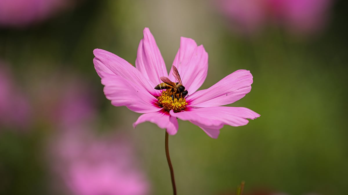  ছবি: সাদ্দাম হোসেন