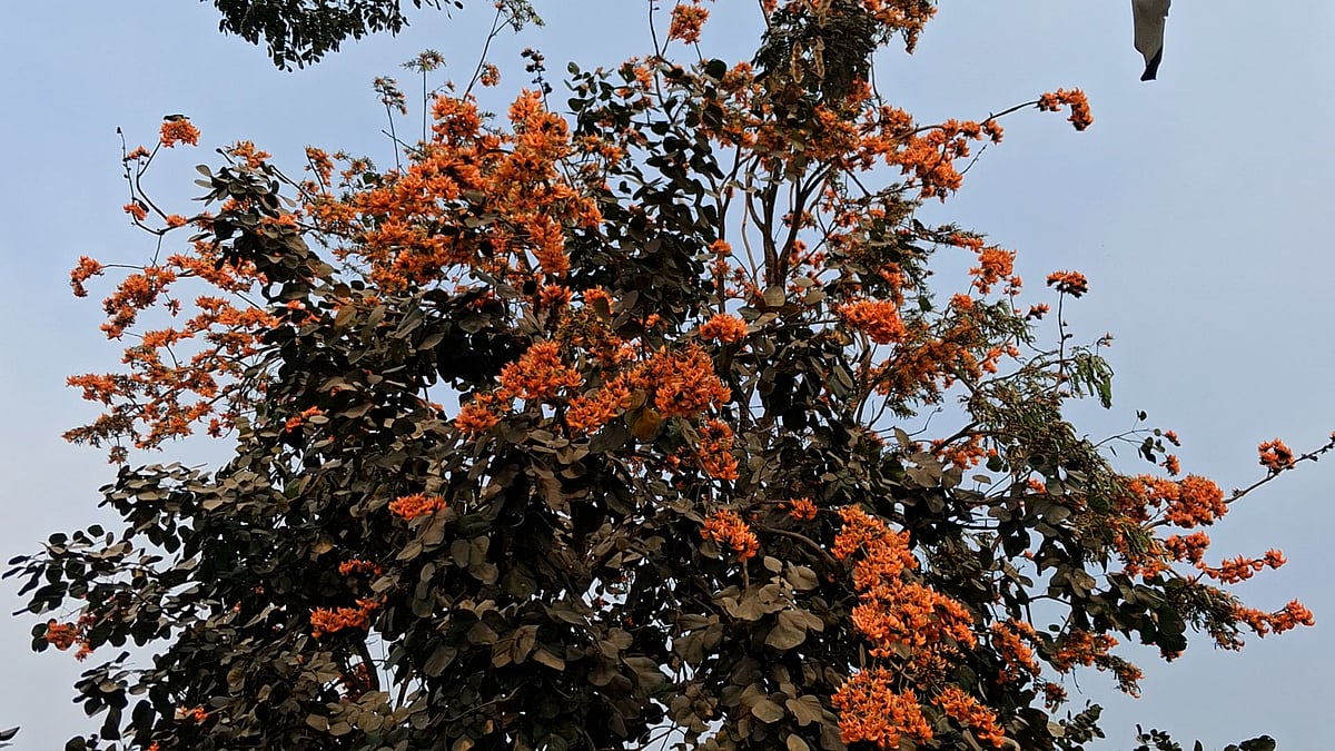 আগুনরাঙা পলাশ মুগ্ধতা ছড়াচ্ছে ঢাকা-চট্টগ্রাম মহাসড়কে