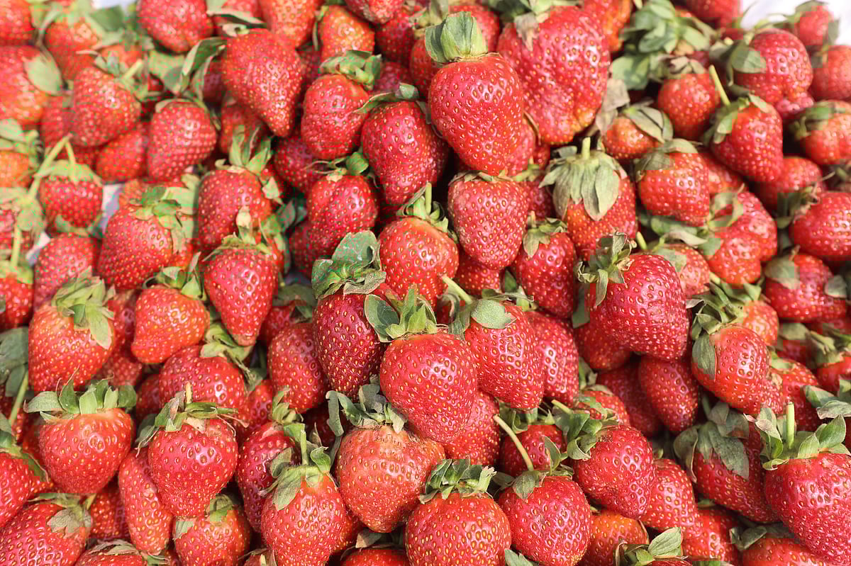 বাজারে পাওয়া যাচ্ছে স্ট্রবেরি। আকারভেদে সর্বোচ্চ দাম ৬০০ টাকা কেজি 