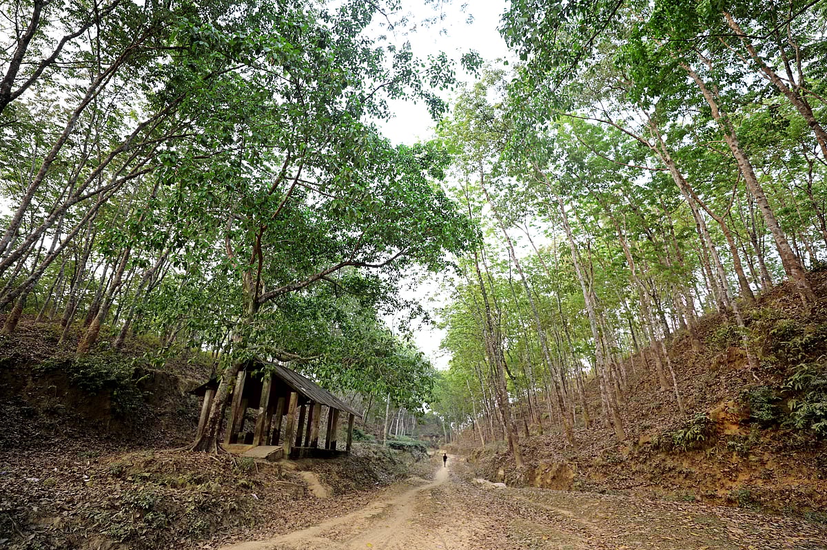 টিলার ওপর রাবারগাছগুলো এখন সবুজ পাতায় ভরপুর