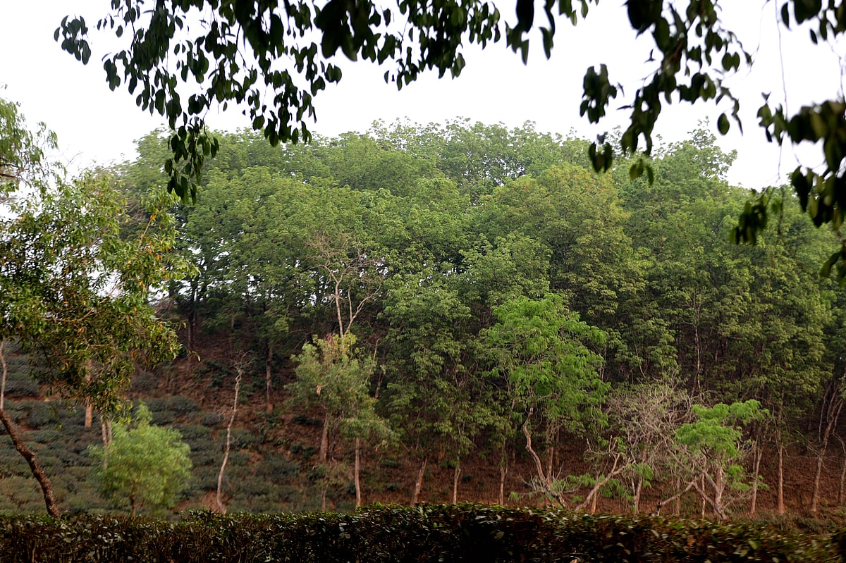 গাছে গাছে কচি পাতা