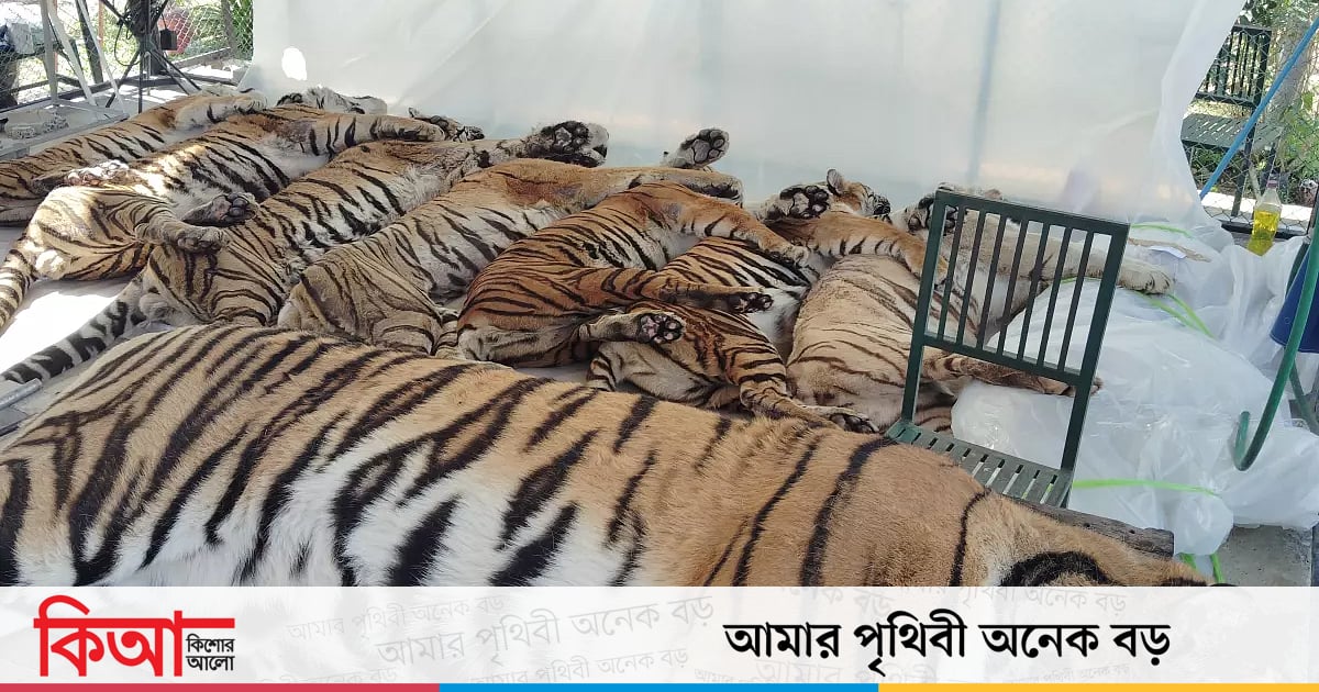 পর্যটন পার্কে ২ সপ্তাহে ৭২ বাঘের প্রাণ গেল কীভাবে পর্যটন পার্কে ২ সপ্তাহে ৭২ বাঘের প্রাণ গেল কীভাবে