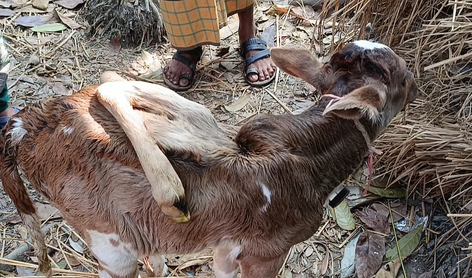 বাছুরের মোট ৬টি পা, দেখতে উৎসুক জনতার ভিড়