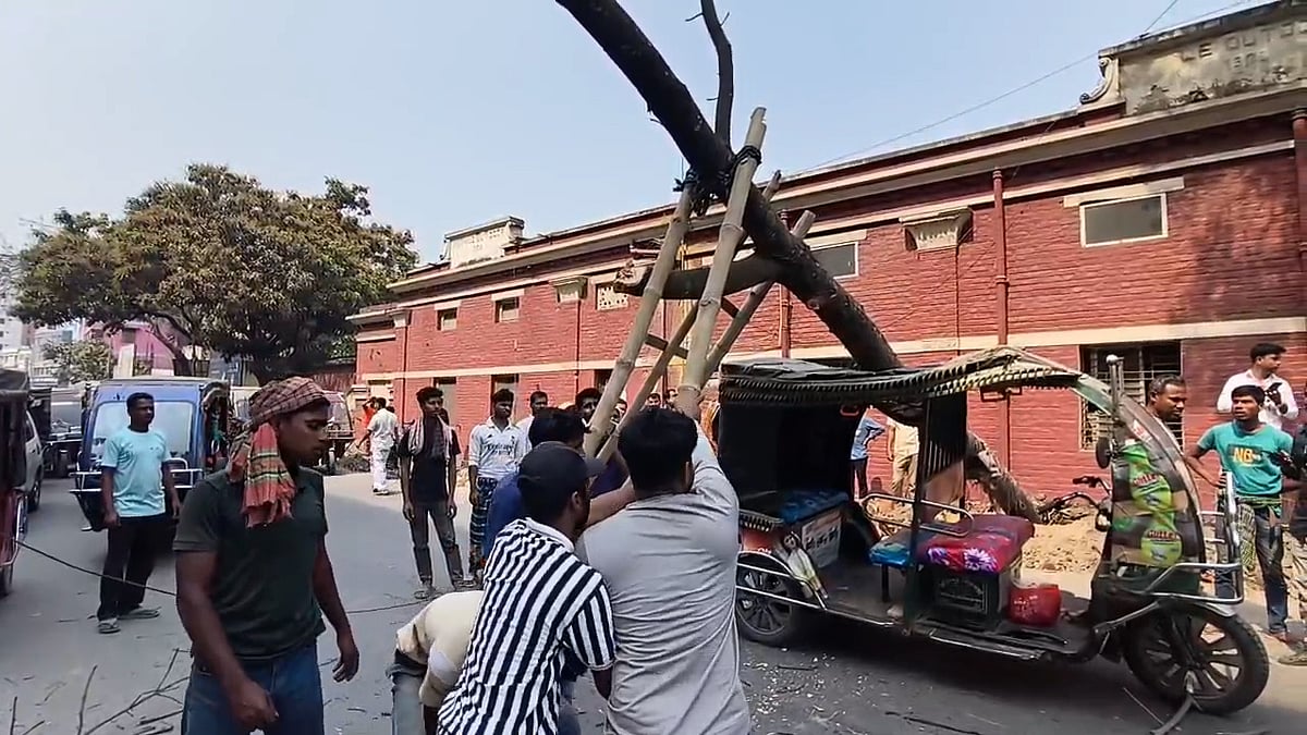 ফরিদপুরে ইজিবাইকের ওপর গাছ উপড়ে পড়ল, অল্পের জন্য প্রাণে বাঁচলেন যাত্রীরা
