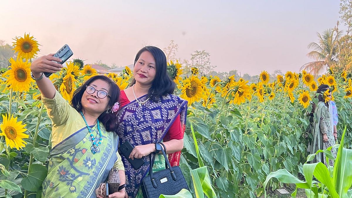 নদীর পাড়ে সূর্যমুখীর বাগান, দর্শনার্থীদের টিকিট বিক্রি করে বাড়তি আয়