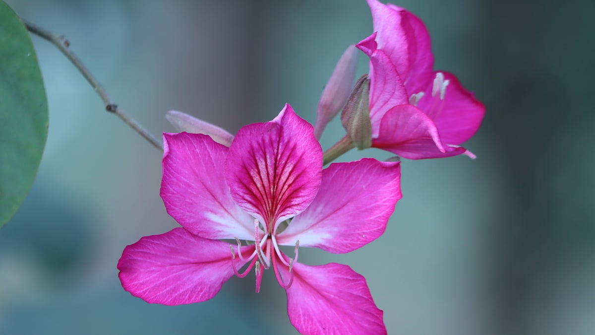 ছবি: সুপ্রিয় চাকমা